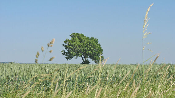 Großer Baum an einem weitläufigen Feld
