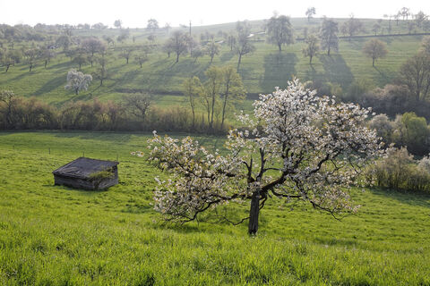 Frühjahr auf dem Dinkelberg