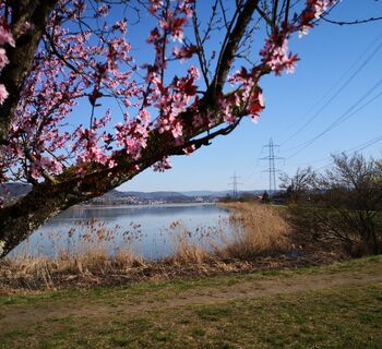 leuggern-blueten-beim-klingnauer-stausee