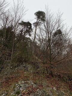 Fotografija s spletne strani Leo Fahrngruber na poti
