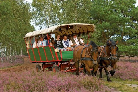 Kutscher Wolter bei einer Planwagenfahrt durch die Nemitzer Heide