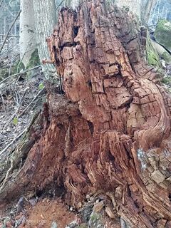 Photo de Bergpirat le long du parcours