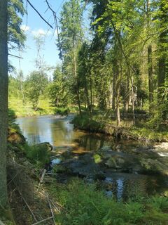 Foto de Waldläufer a lo largo del recorrido