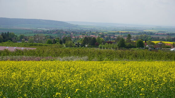 Blick auf die Obstbaumsiedlung