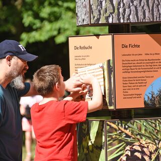 Würfelturm Käfer-Safari