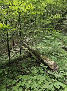 Fotografia z Robert Hofer na trase