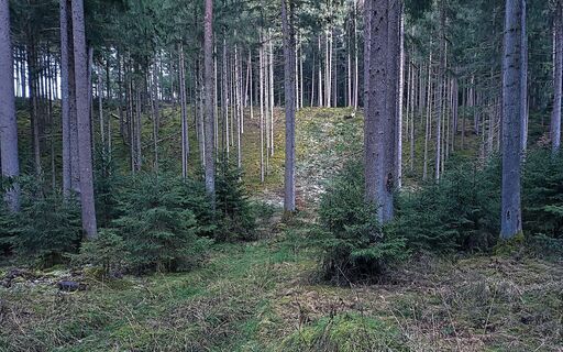 Die Ufer des Gletscherabflusses im Pongatal sind deutlich erkennbar