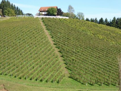 Ein Wein in jeder Lage.