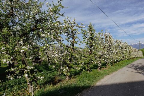 Blühender Obstgarten Altendorf
