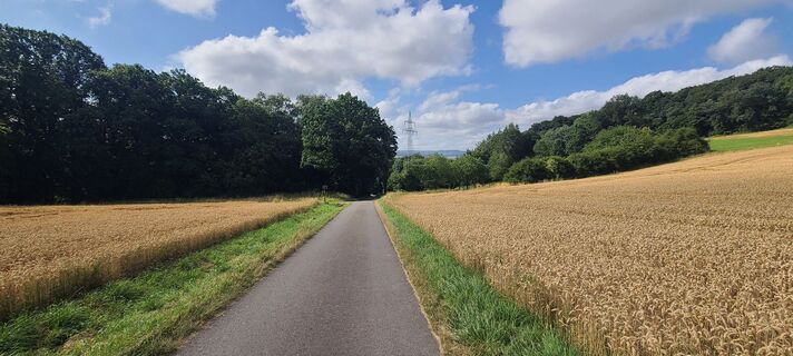 Photo de Wolf le long du parcours