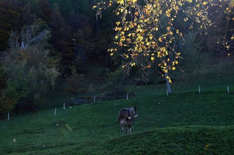 Weidetiere