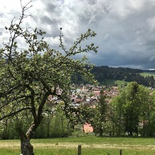 Frühlingserwachen am Staufen