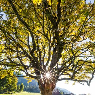 ahornbaum-sommer-kraftplatz-filzmoos