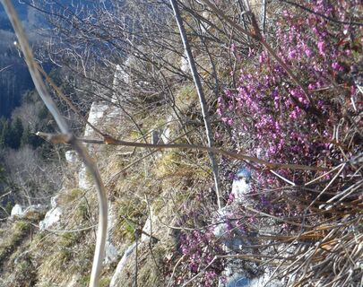 Erika in voller Blüte