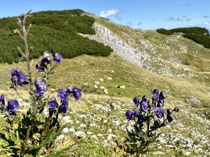 Fotografija s spletne strani Natur_erleben_dg na poti