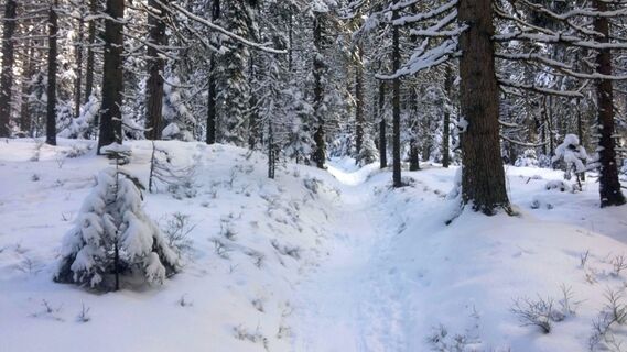 Pfad zur Ganzalmhütte