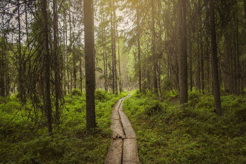 Pfad im Wandergebiet Evo