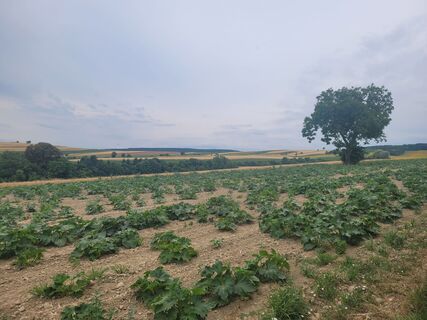Photo de mmecki le long du parcours