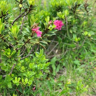 Almrausch am Goldeck