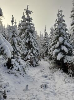 Foto van sumi langs de tour