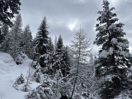Photo de Grizzli le long du parcours