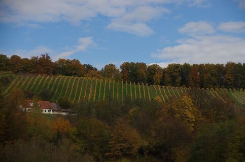 Weingärten entlang der Tour