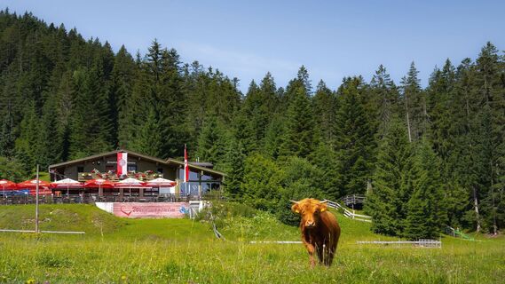 Wildmoosalm im Sommer - Hütte mit Kuh.jpg