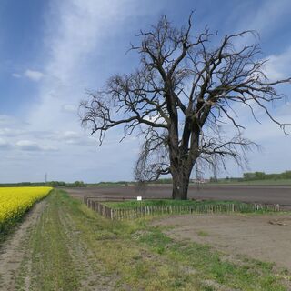 Alter Baum, Mezöfalva