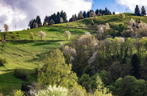 Köpfle  Münstertal - da geht´s hinauf