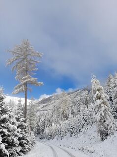 Foto van sumi langs de tour