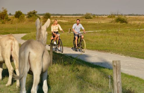 Weiße Esel am Lackenradweg