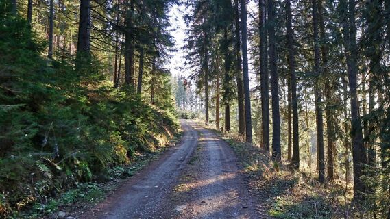 Der Forstweg führt zur Tobiasalm