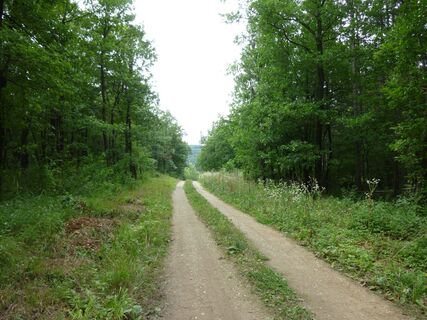 Forststraße zurück nach Hirtenberg