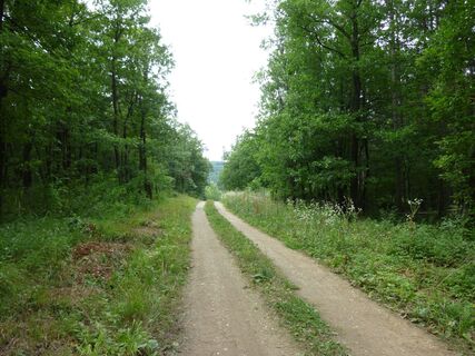 Forststraße zurück nach Hirtenberg