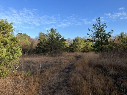 Pfad durch das Niedersandhauser Moor