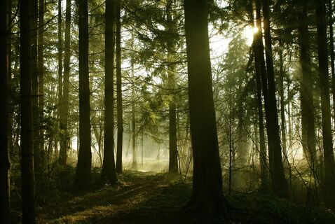 Waldstimmung