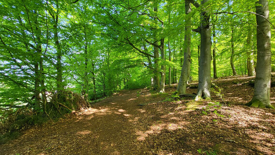 Wanderweg im Wald bei Breitenbach