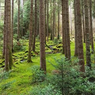 Idyllisches Morgental