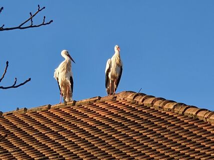 Winden, 2 Störche