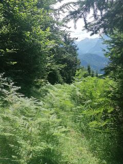 Photo de Turbinio le long du parcours