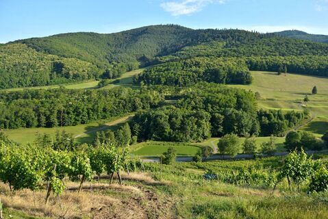 Weinbergwanderung Kaysersberg Sigolsheim