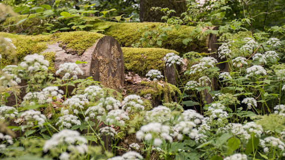 Natur bei Glindfeld
