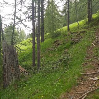 Weg im Wald