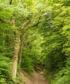 AhrSteig im Wald