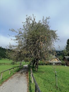 Fotografija s spletne strani Dragoljub Ilic na poti