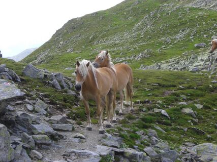 Haflinger