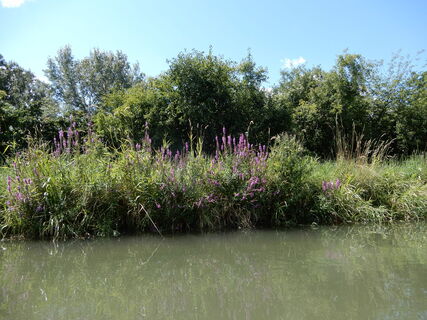 Wiener Neustädter Kanal