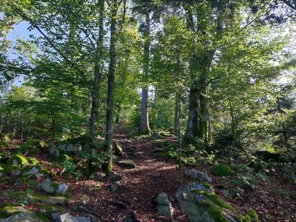 Im Aufstieg von Hauzenberg zum Staffelberg