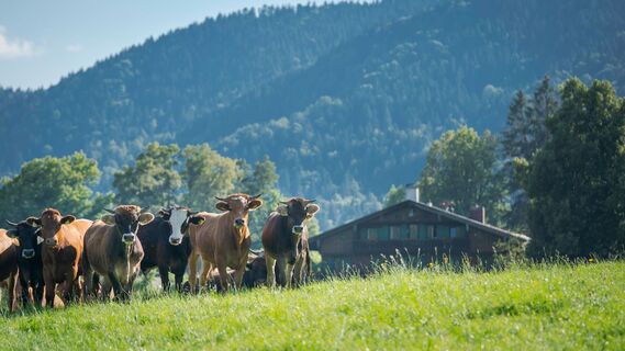 Bad Wiessee, Holz