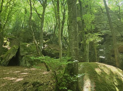 Fotografija s spletne strani Wil van Delft na poti
